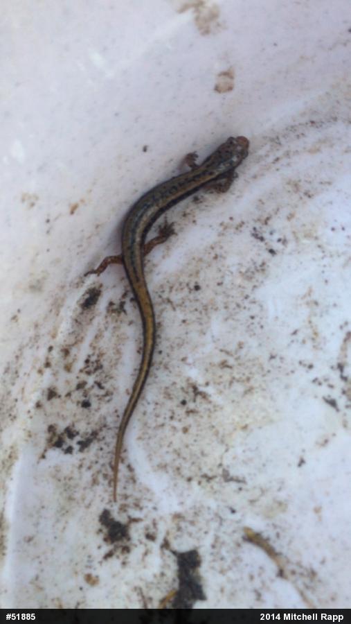 Northern Two-lined Salamander