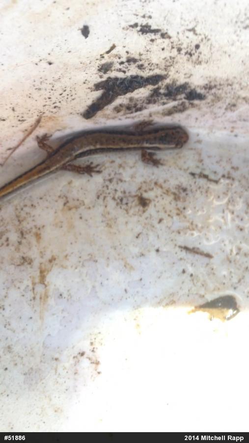 Northern Two-lined Salamander