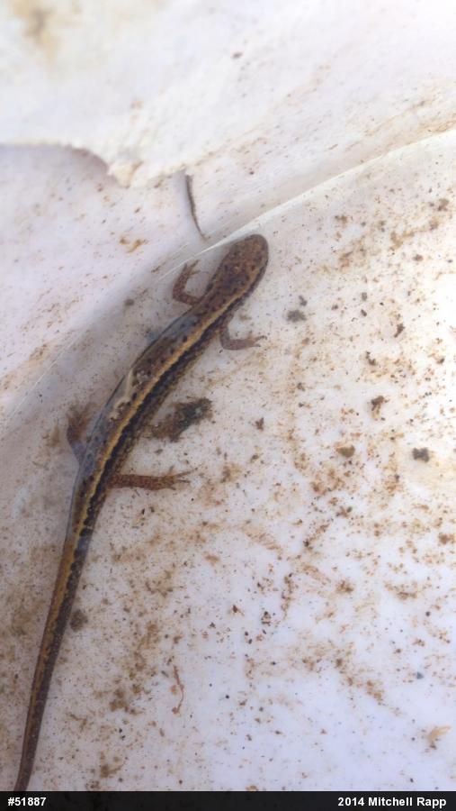 Northern Two-lined Salamander
