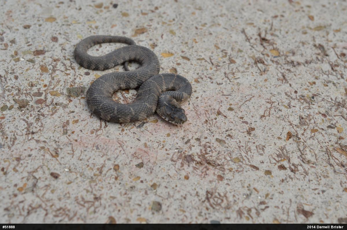 Northern Watersnake