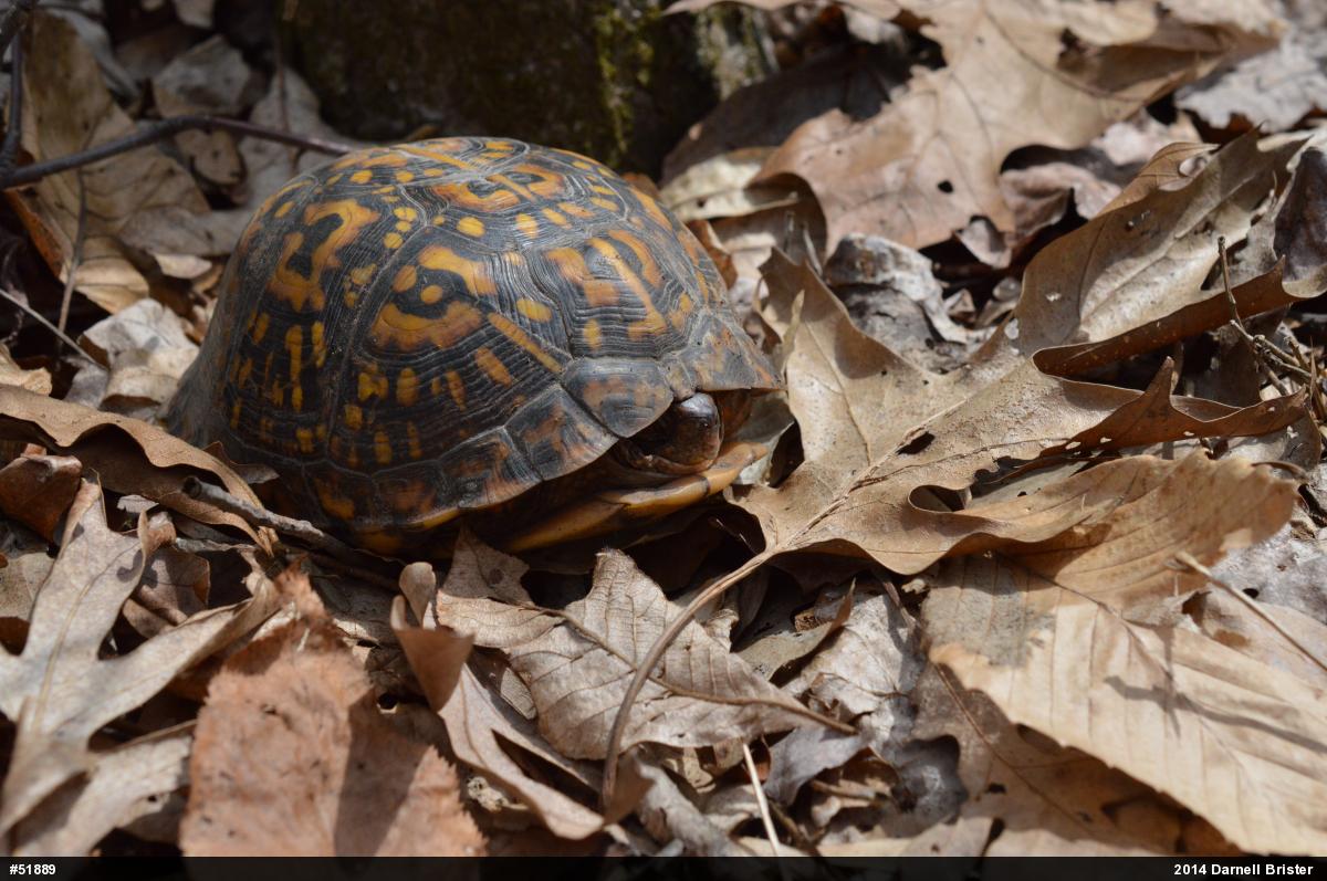 Eastern Box Turtle