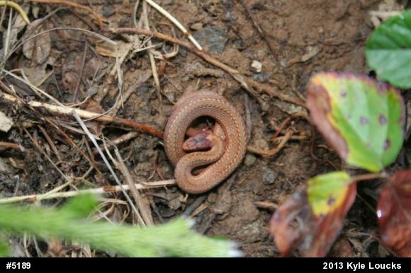 Red-bellied Snake