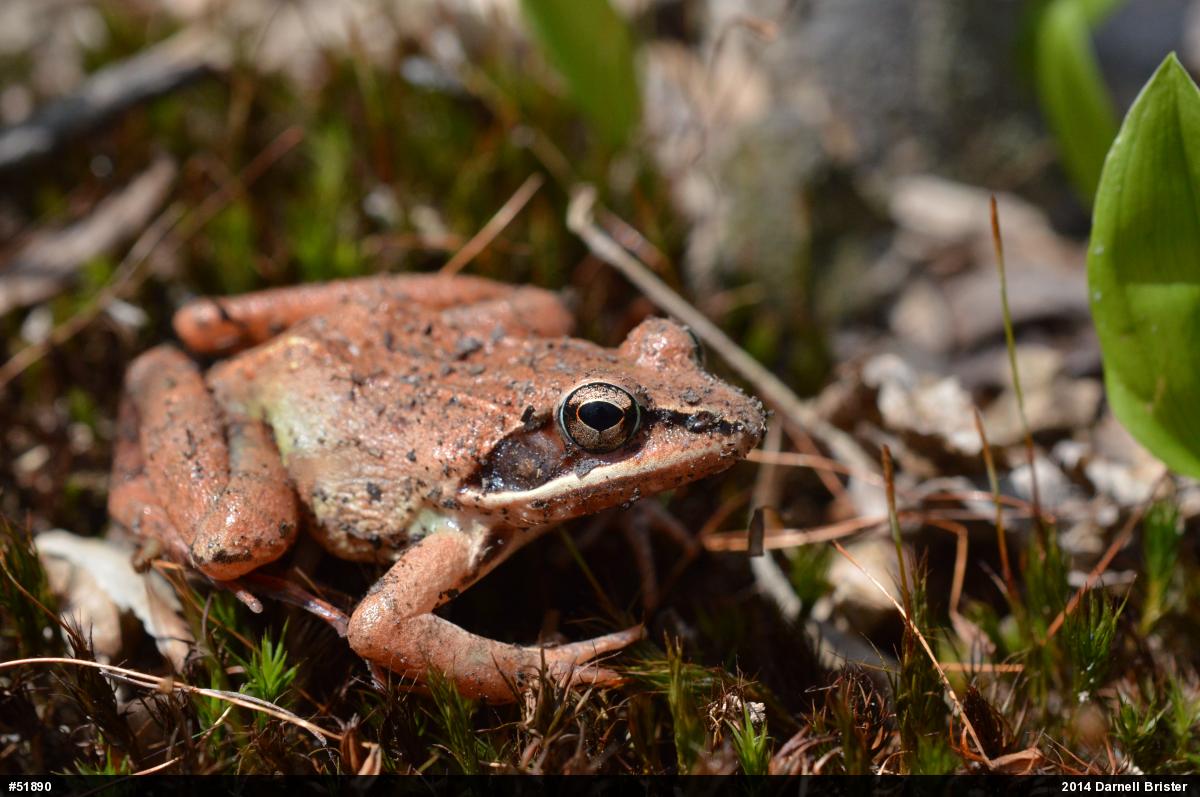 Wood Frog