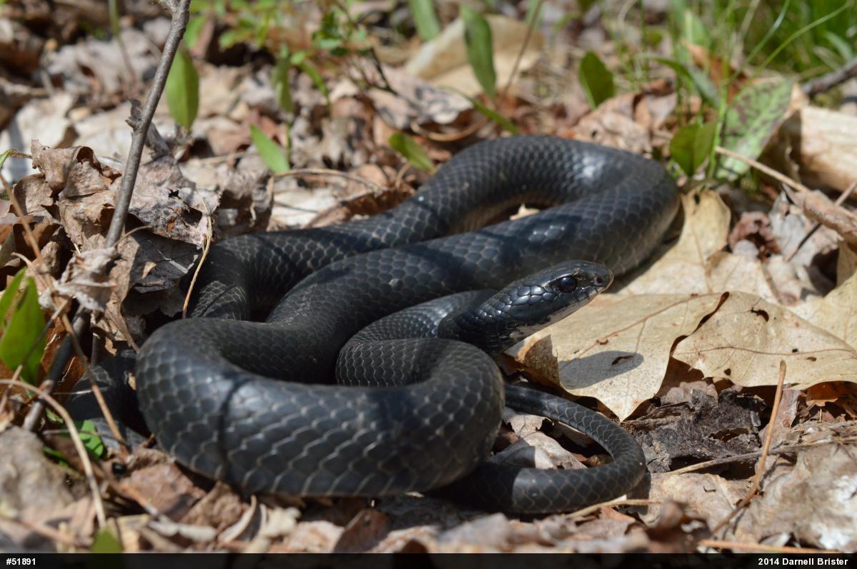 Northern Black Racer