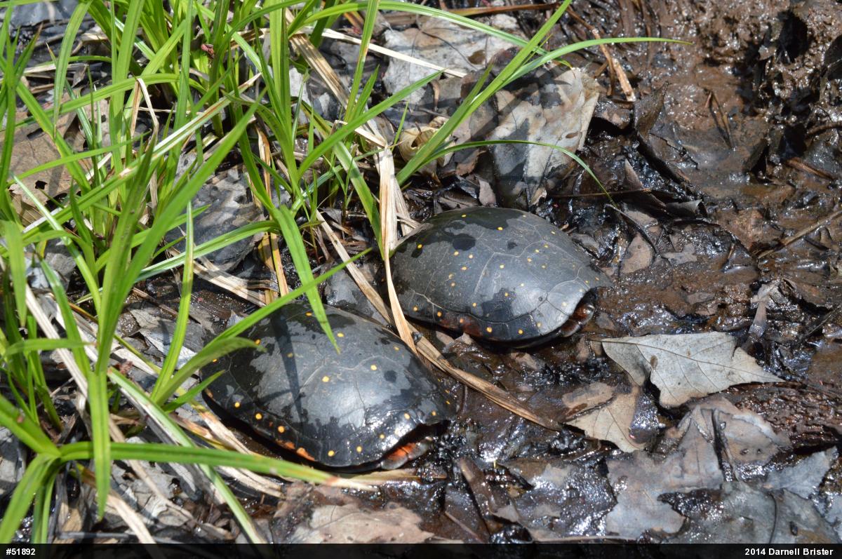 Spotted Turtle