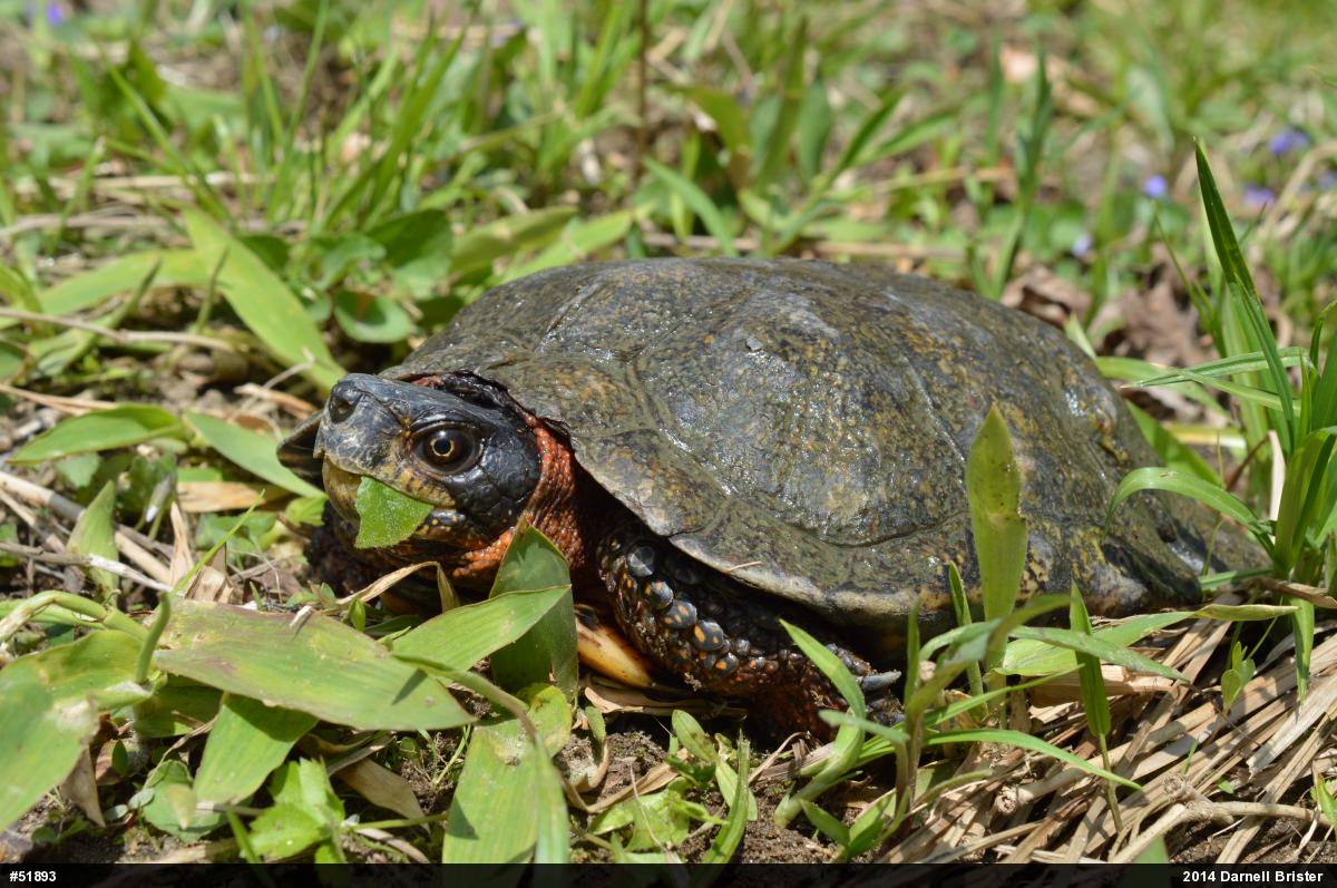 Wood Turtle