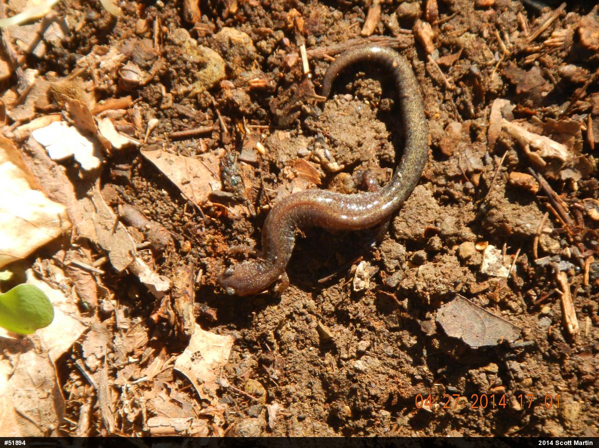 Eastern Red-backed  Salamander