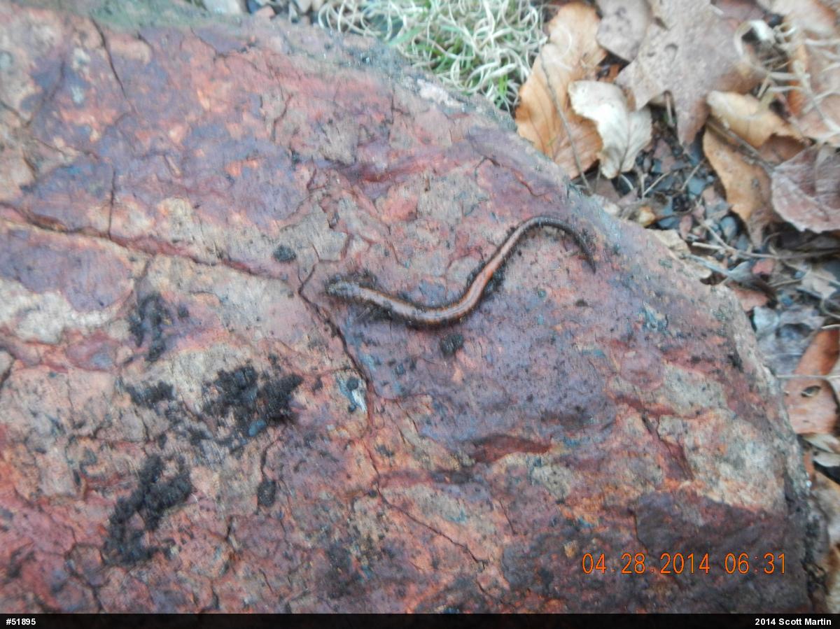 Eastern Red-backed  Salamander