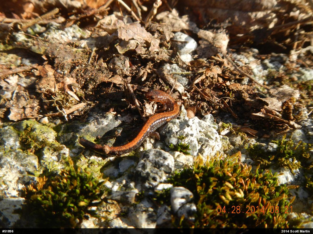 Eastern Red-backed  Salamander