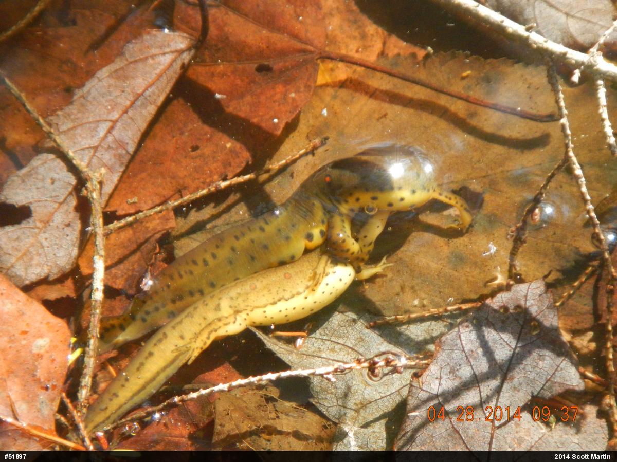 Red-spotted Newt