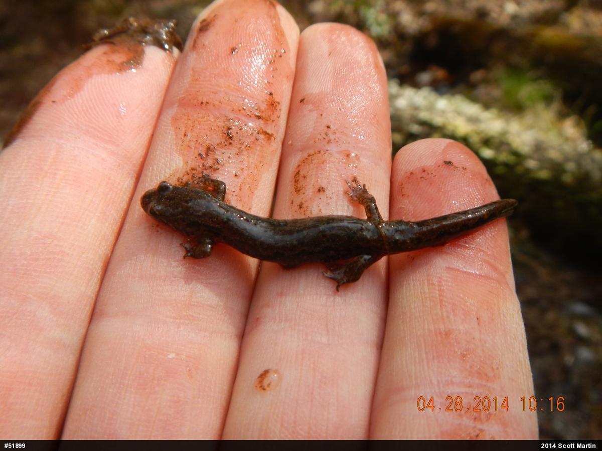 Northern Dusky Salamander