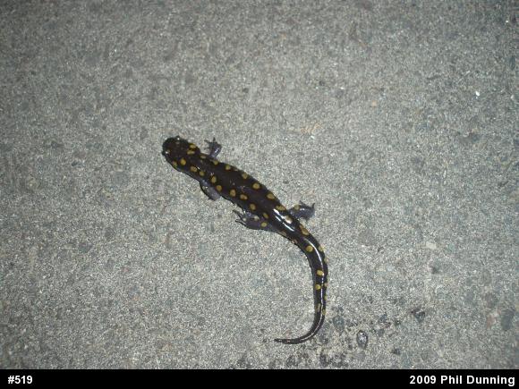 Spotted Salamander