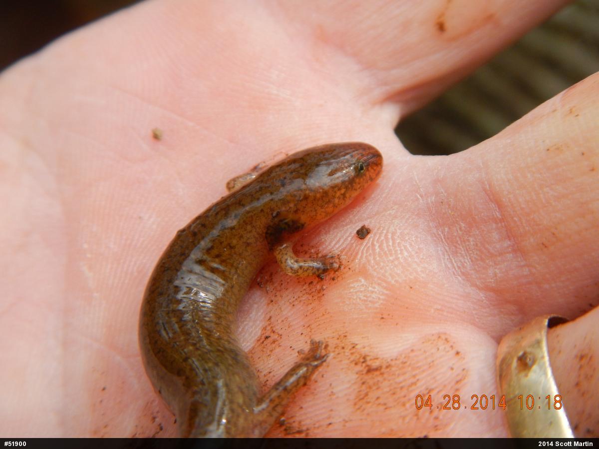 Northern Red Salamander