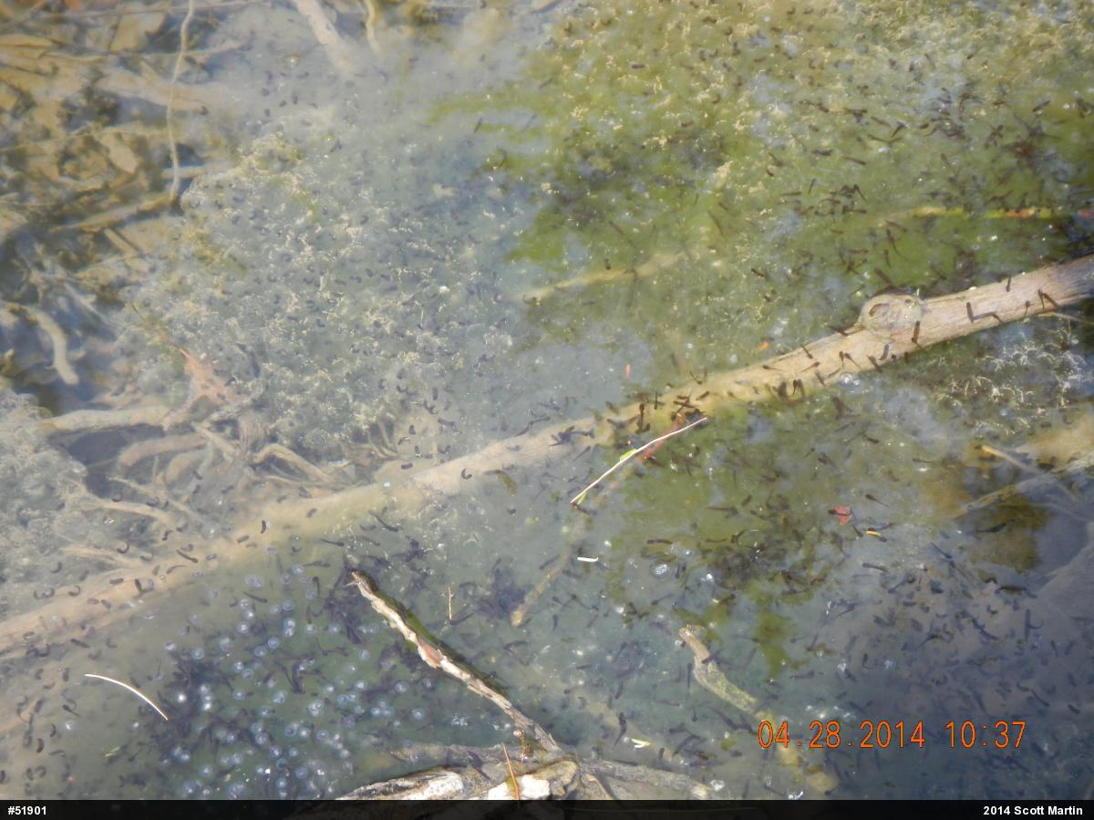 Wood Frog