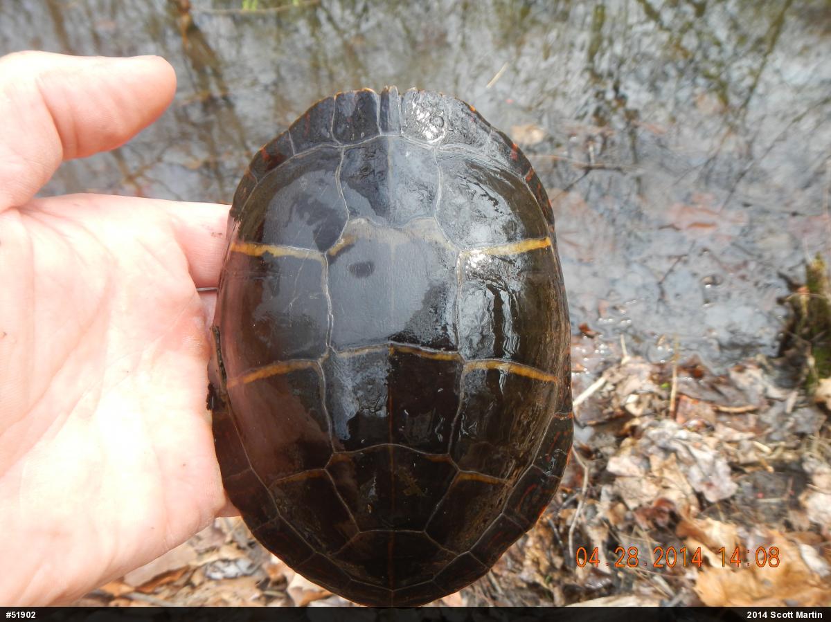 Eastern Painted Turtle
