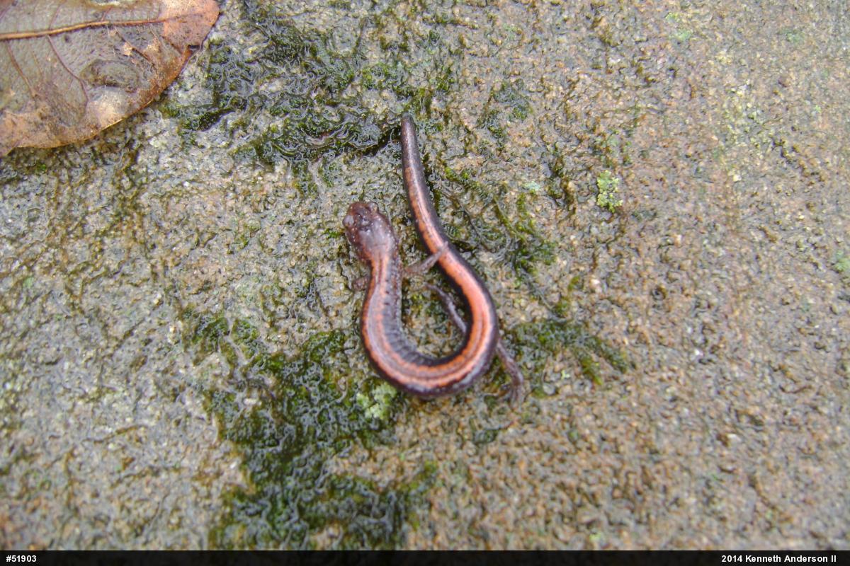 Eastern Red-backed  Salamander