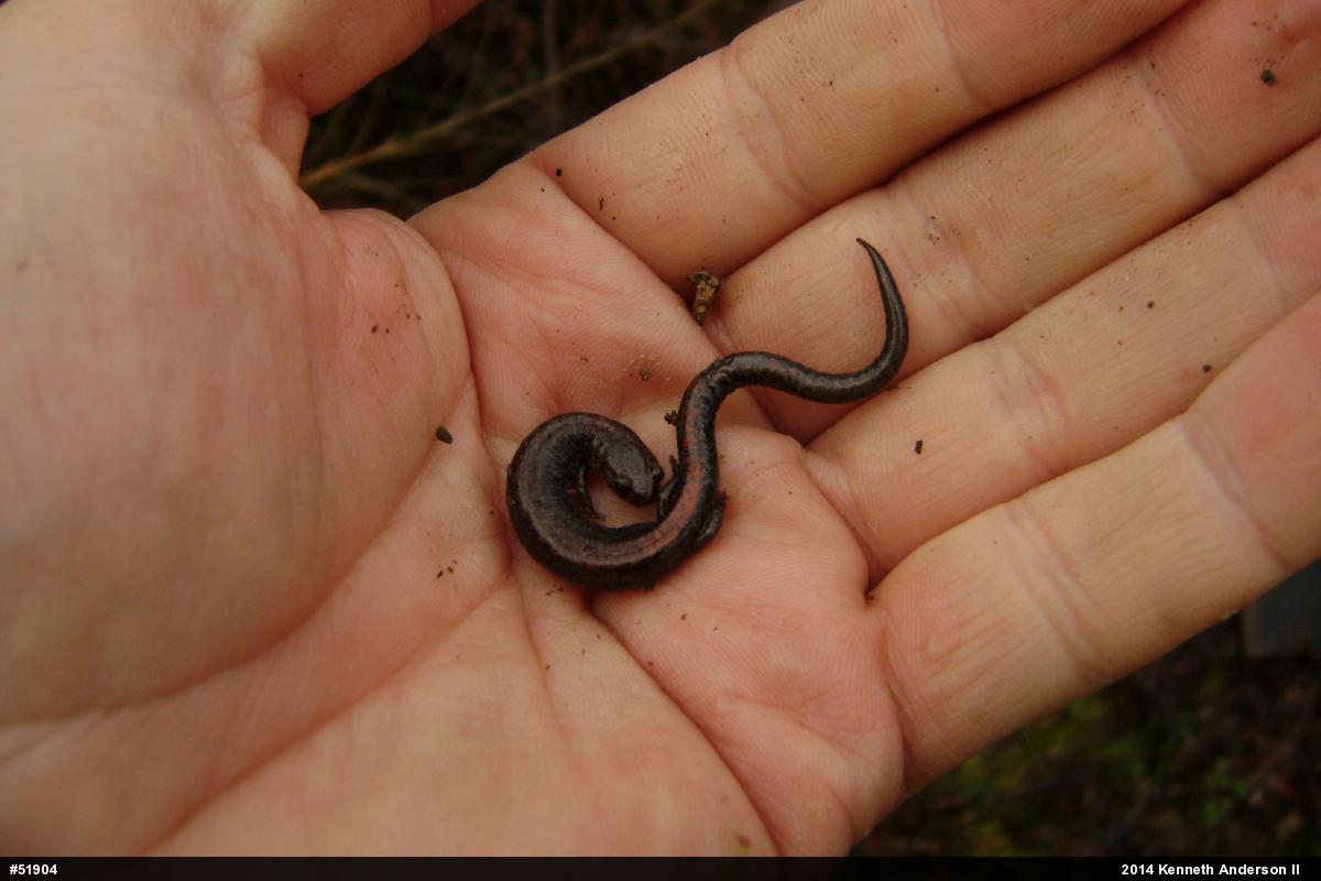 Eastern Red-backed  Salamander