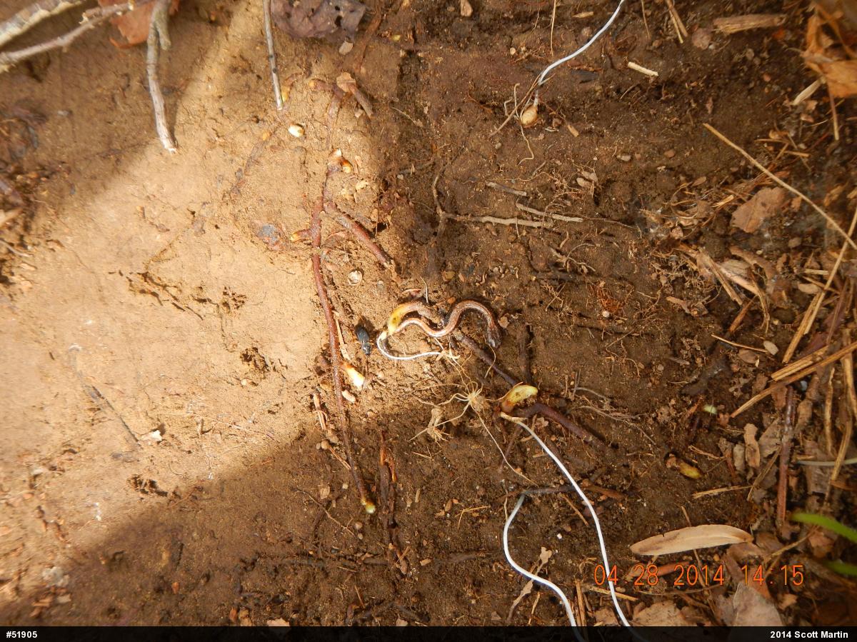 Eastern Red-backed  Salamander