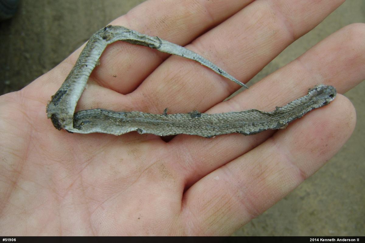 Dekay's Brownsnake