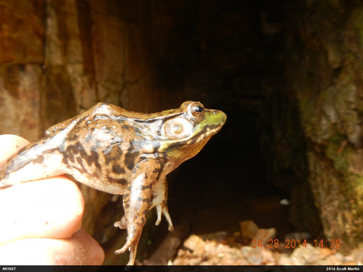 Green Frog