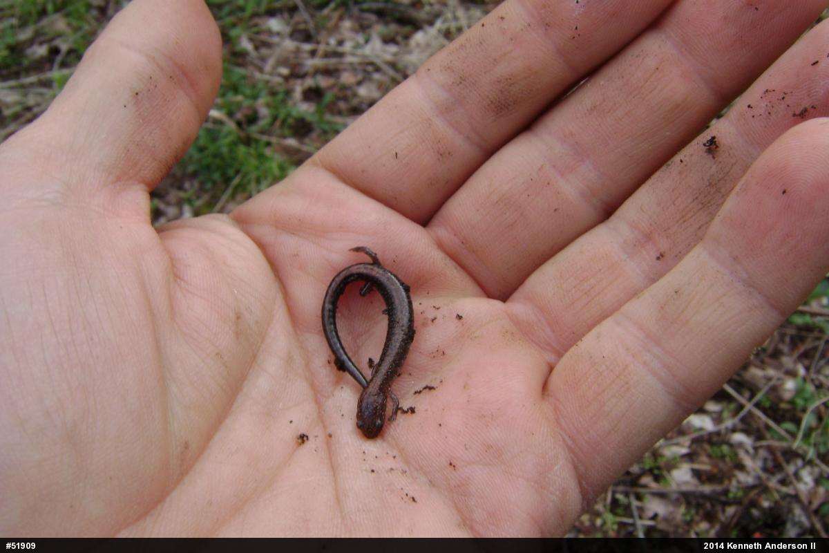 Eastern Red-backed  Salamander
