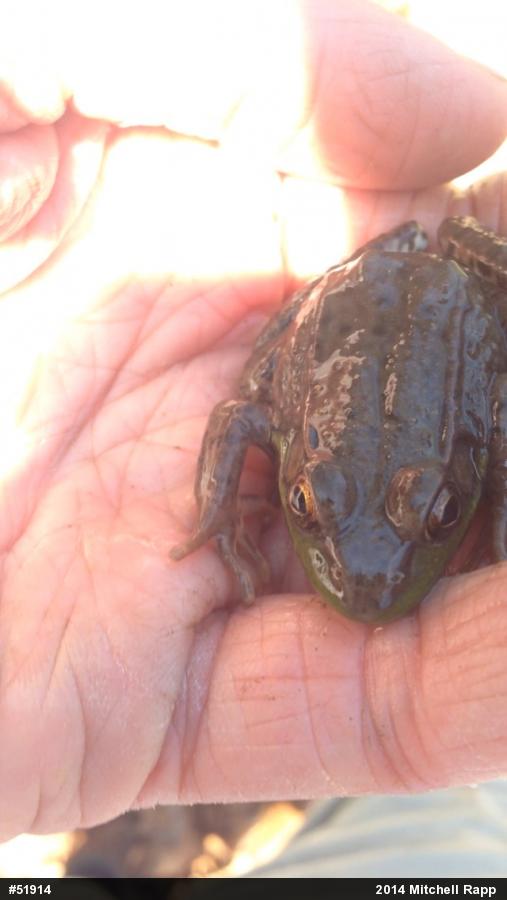 Green Frog
