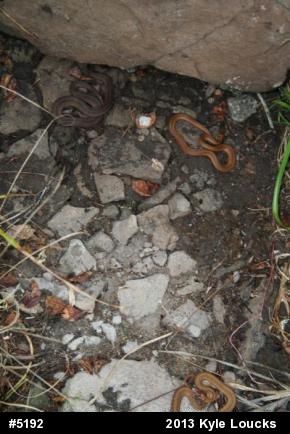 Red-bellied Snake