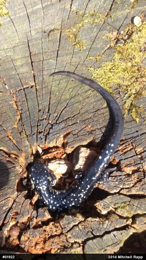Northern Slimy Salamander