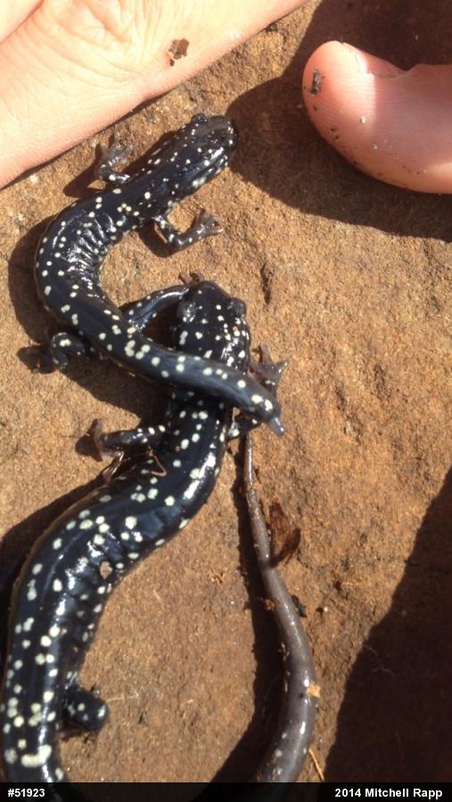 Northern Slimy Salamander