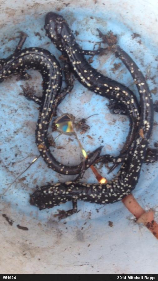 Northern Slimy Salamander