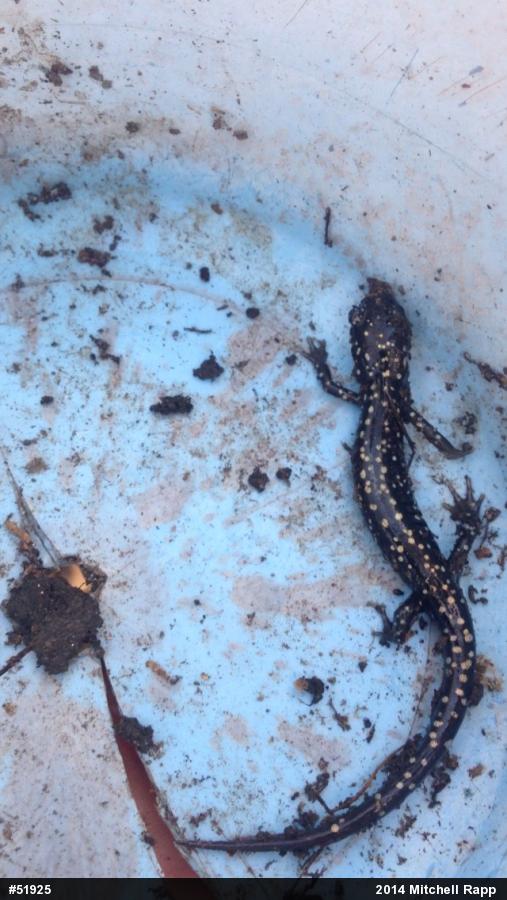 Northern Slimy Salamander