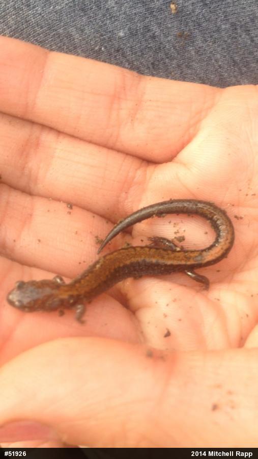 Eastern Red-backed  Salamander