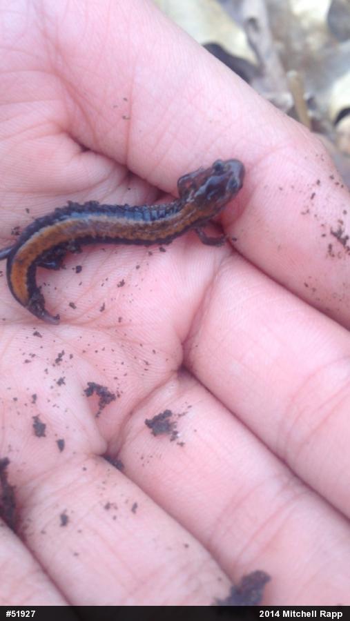 Eastern Red-backed  Salamander