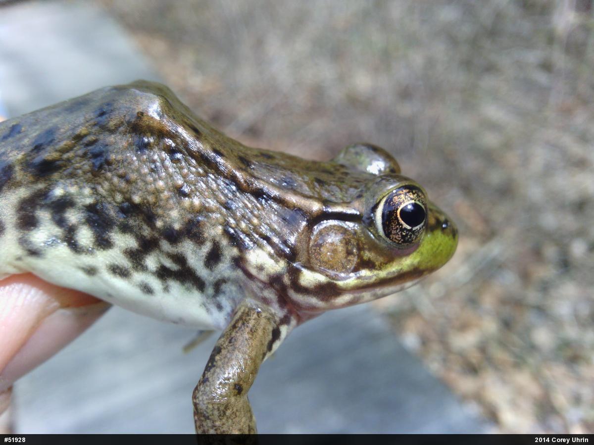 Green Frog
