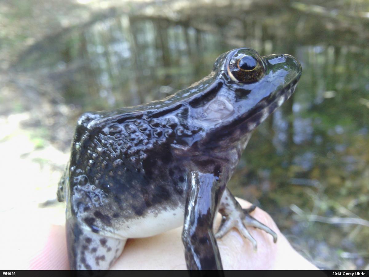 Green Frog