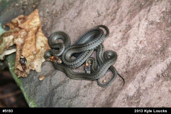 Red-bellied Snake