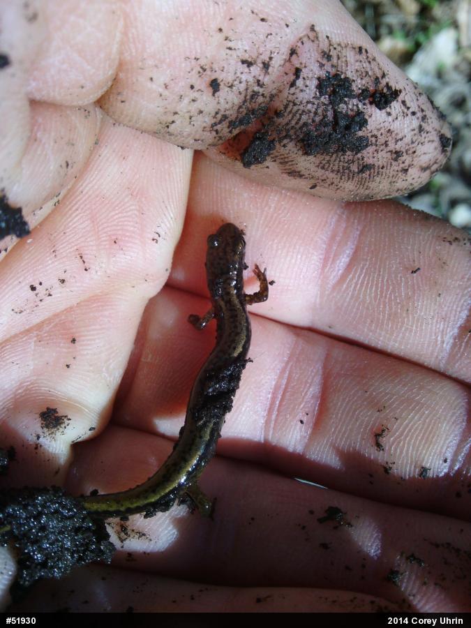 Northern Two-lined Salamander