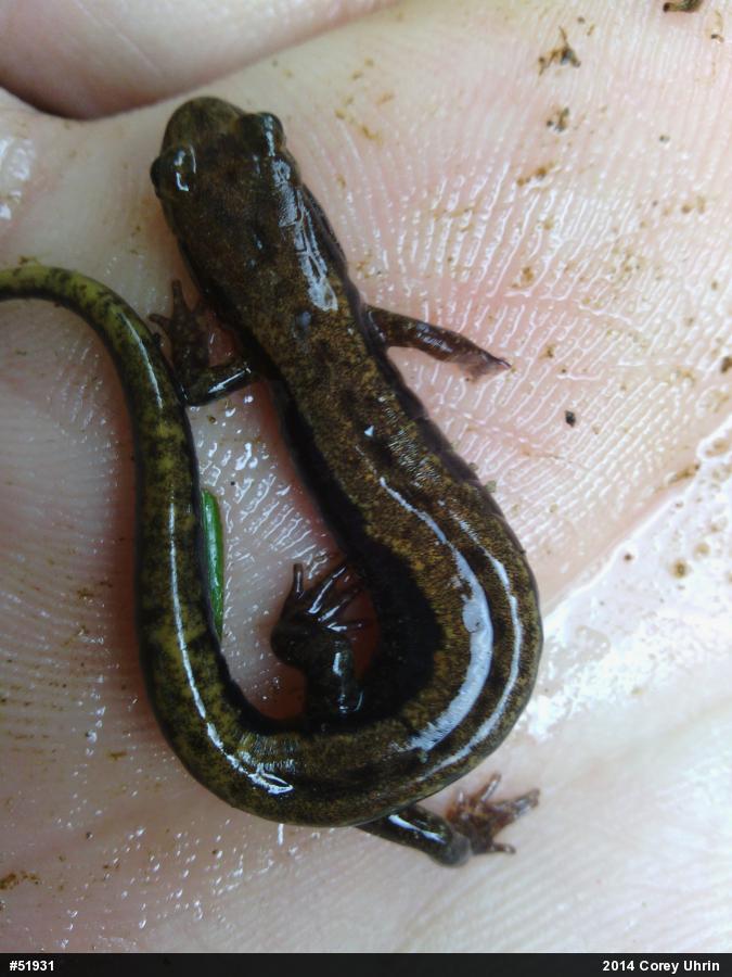 Allegheny Mountain Dusky Salamander