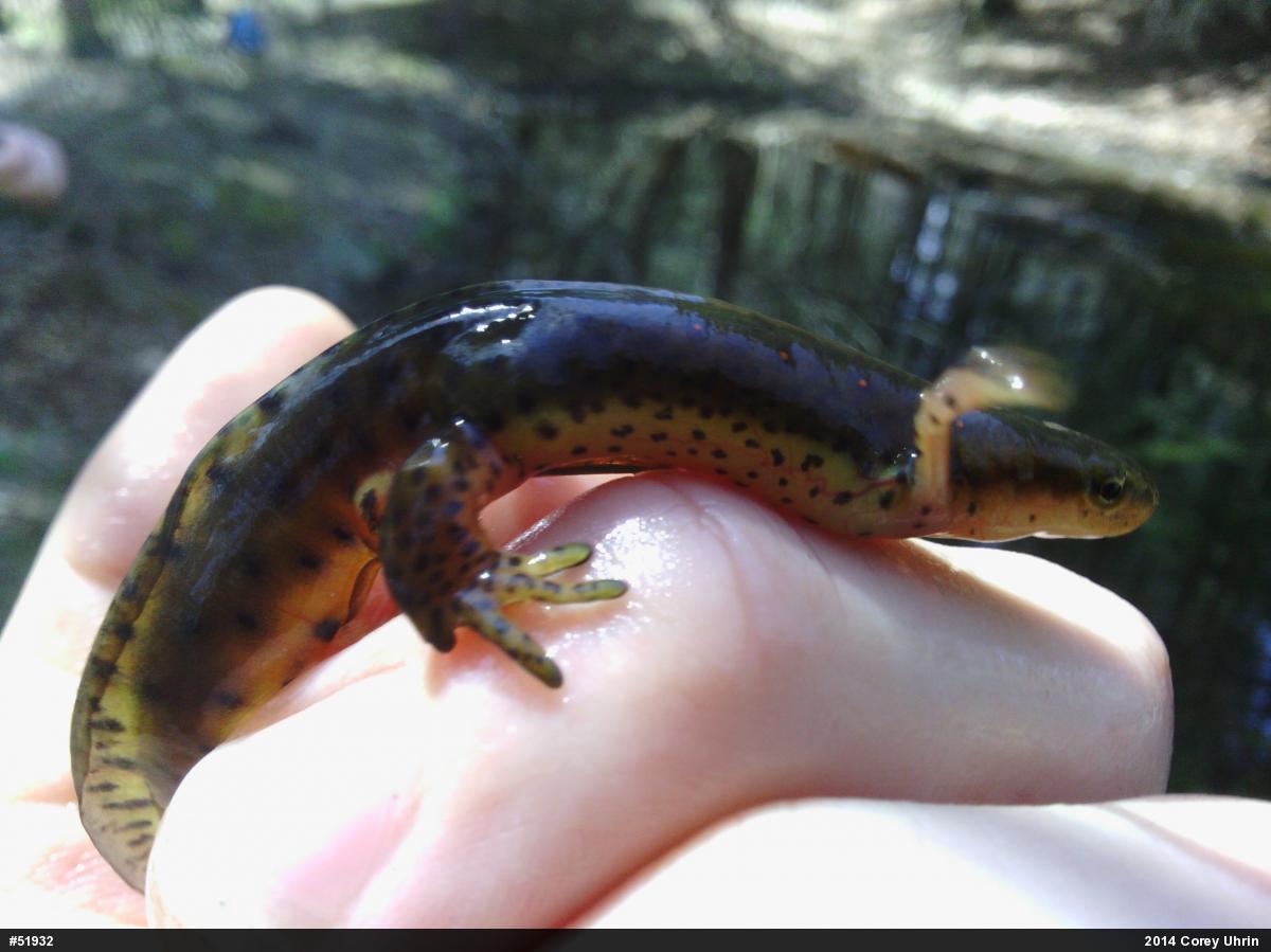 Red-spotted Newt