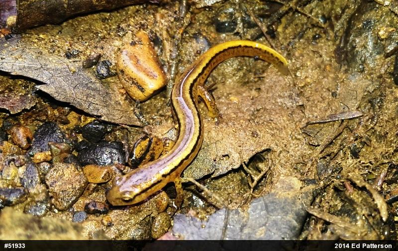 Northern Two-lined Salamander