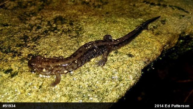 Allegheny Mountain Dusky Salamander