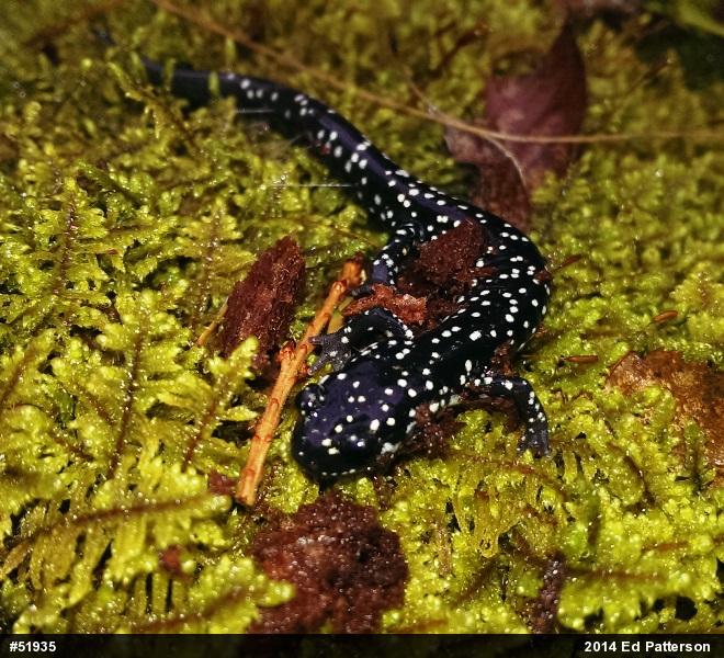 Northern Slimy Salamander