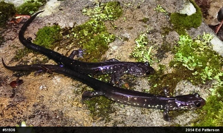 Wehrle's Salamander
