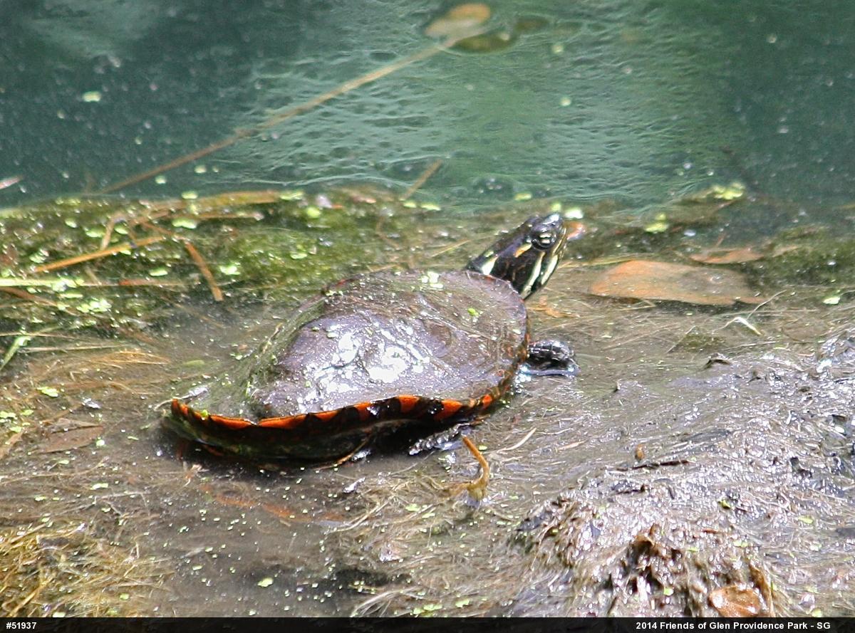Painted Turtle