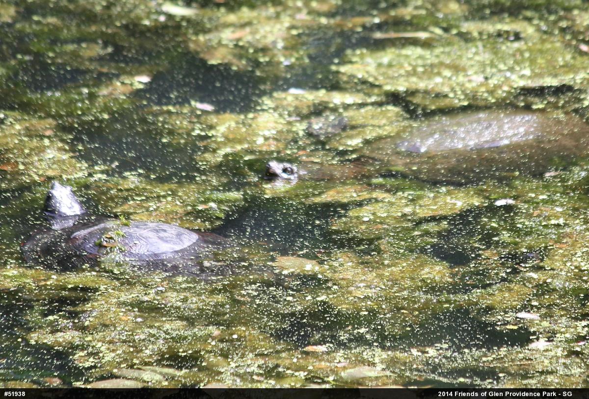 Snapping Turtle