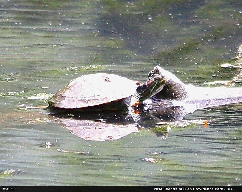 Red-eared Slider
