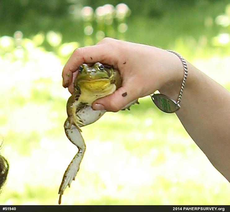 True Frogs