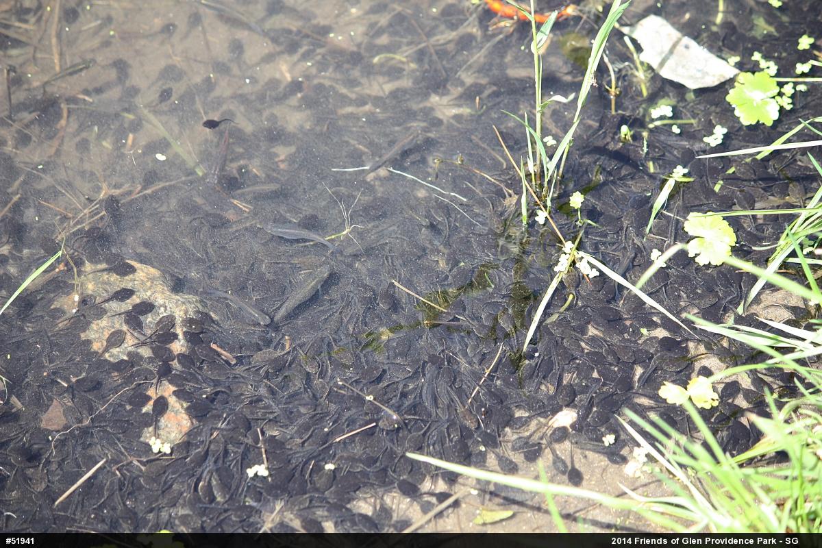 Eastern American Toad