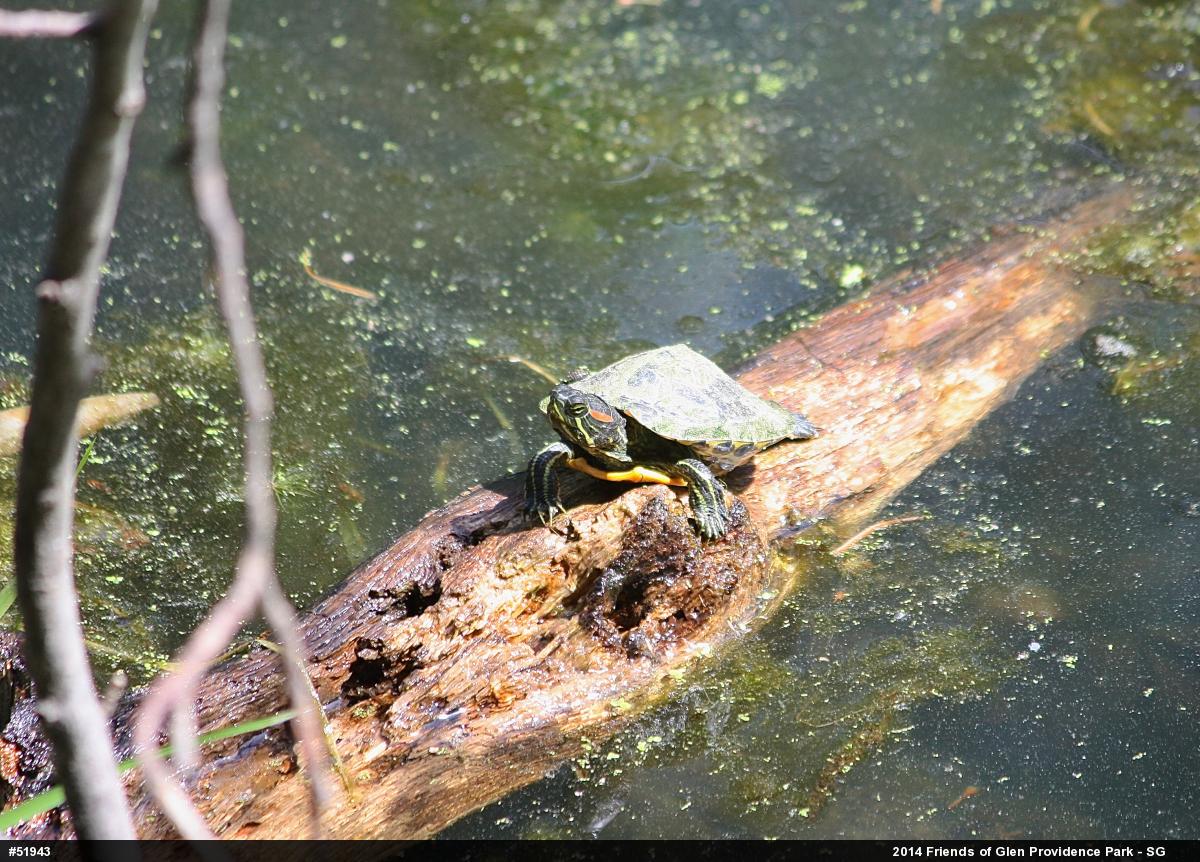 Red-eared Slider