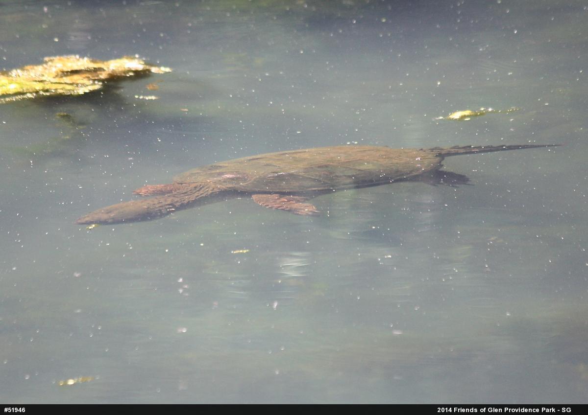 Snapping Turtle